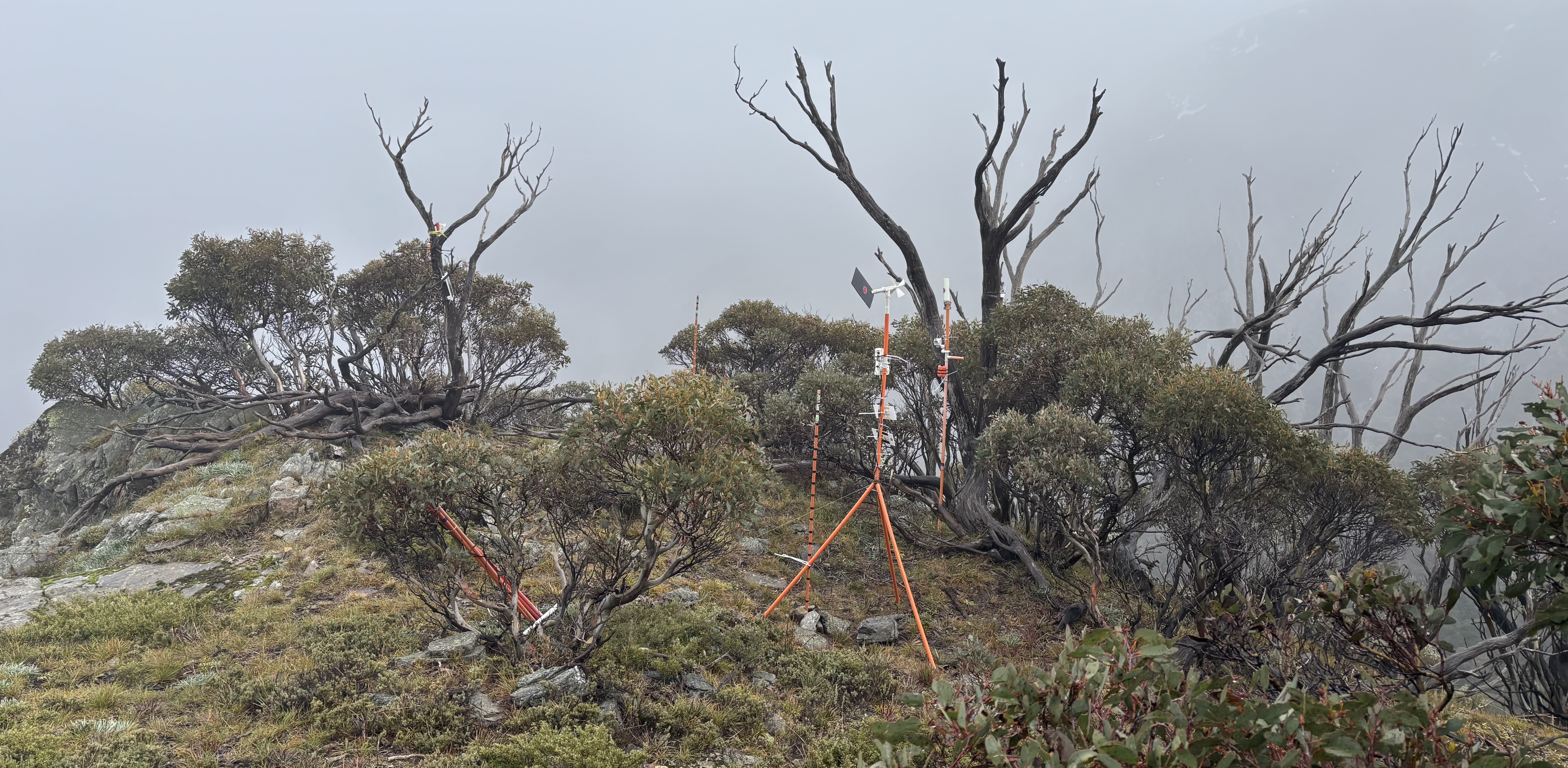 Mt Bogong Area